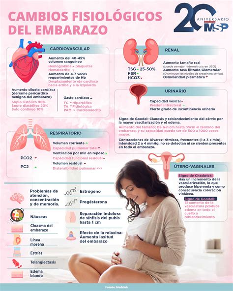 Gráfico que muestra los cambios fisiológicos cardiovasculares durante el embarazo: aumento del volumen plasmático, frecuencia cardíaca y gasto cardíaco.
