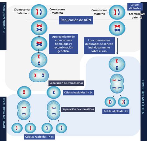 Esquema de los fenómenos adversos en la primera división mitótica