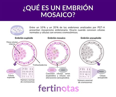 Ilustración de un embrión mosaico con células euploides y aneuploides