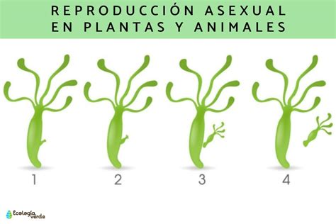 Esquema ilustrativo de los métodos de reproducción asexual en cactus: esquejes, hijuelos e injertos.