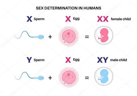 Infografía explicando la genética de la determinación del sexo del bebé