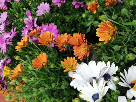 Foto de una planta de Dimorfoteca o Osteospermum en plena floración