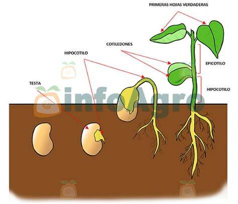 Ilustración de semillas de Dimorfoteca y su proceso de germinación