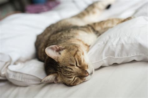 Gato descansando en su cama después de la sedación