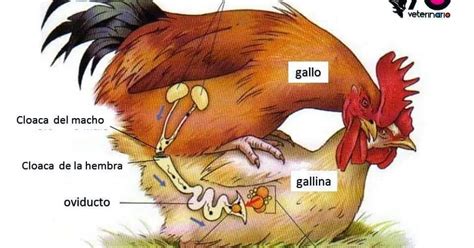 Esquema de la anatomía de un canario macho para inseminación, mostrando la cloaca y las gónadas.