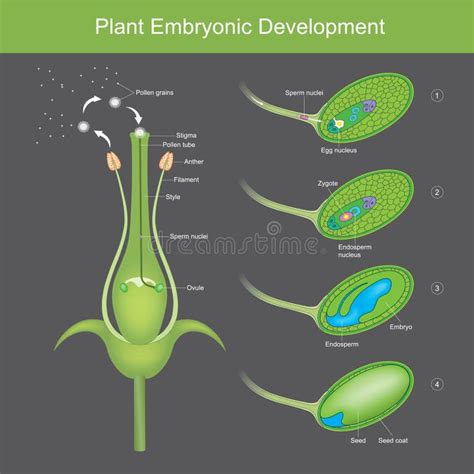 Esquema del desarrollo embrionario en plantas, mostrando la formación del suspensor, meristemos primarios y ejes de crecimiento.