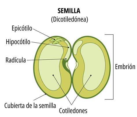 Ilustración comparativa de semillas de dicotiledóneas, mostrando la estructura con dos cotiledones y el eje embrionario.