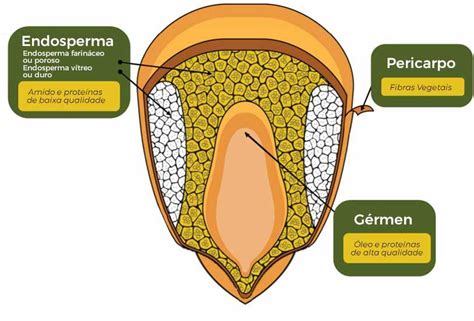 Diagrama de un grano de maíz, destacando el escutelo, el endospermo, el coleóptilo y la coleorriza.