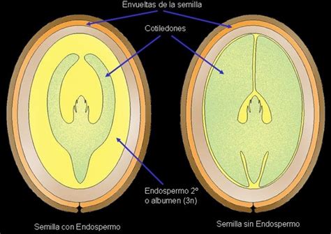 Microfotografía de la sección transversal de una cubierta de semilla, mostrando la testa y el tegmen.