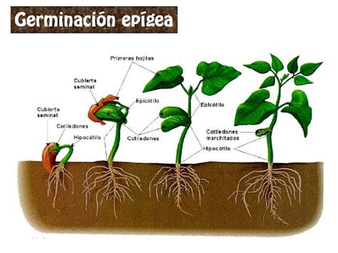 Ilustración comparativa de germinación epigea e hipogea en dicotiledóneas.