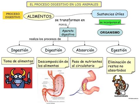 Esquema del proceso digestivo y circulatorio en animales