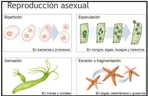 Diagrama de diferentes tipos de reproducción asexual en animales