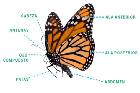 Esquema de las partes de una mariposa monarca adulta con énfasis en las alas y su patrón distintivo