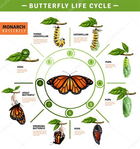 Infografía del ciclo de vida de la mariposa monarca, mostrando las etapas de huevo, oruga, crisálida y mariposa adulta