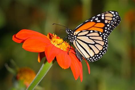 Fotografía de cerca de una mariposa monarca adulta alimentándose de néctar de una flor silvestre
