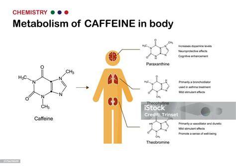 Esquema visual del metabolismo de la cafeína en la mujer embarazada y su paso a través de la placenta hacia el feto