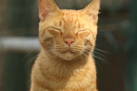 Gato relajándose con música en un entorno tranquilo