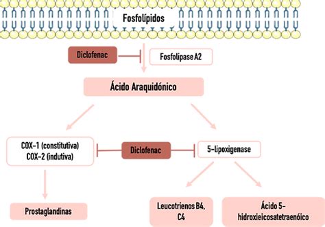 Esquema del mecanismo de acción del diclofenaco en la inhibición de la síntesis de prostaglandinas