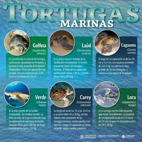 Infografía de las cinco especies de tortugas marinas de Sri Lanka con sus nombres y tamaños