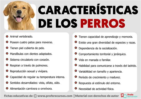 infografía de las características neoténicas en perros (hocico corto, ojos grandes, orejas caídas)