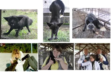 fotografía comparativa de zorro salvaje y zorro domesticado del experimento de Belyaev