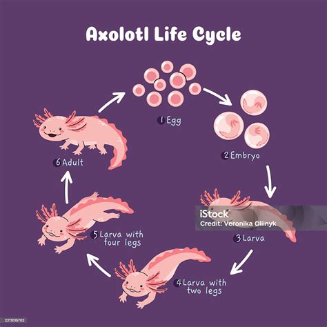 infografía del ciclo de vida del ajolote (mostrando la retención larvaria)