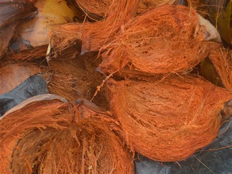 Esquema que muestra la extracción de la fibra de coco desde el mesocarpio del fruto hasta su procesamiento en chips, fibras y polvo.