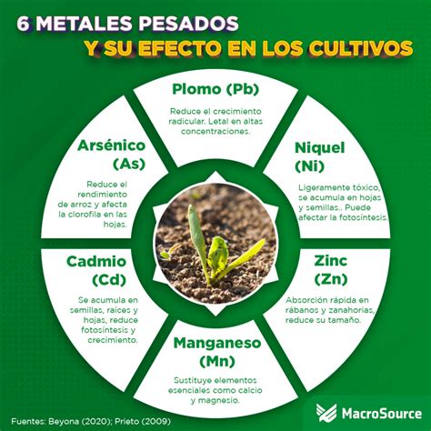 Diagrama de los efectos de los metales pesados a nivel celular en plantas