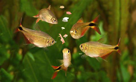 Infografía: Tipos de alimento vivo para peces y sus beneficios en la reproducción