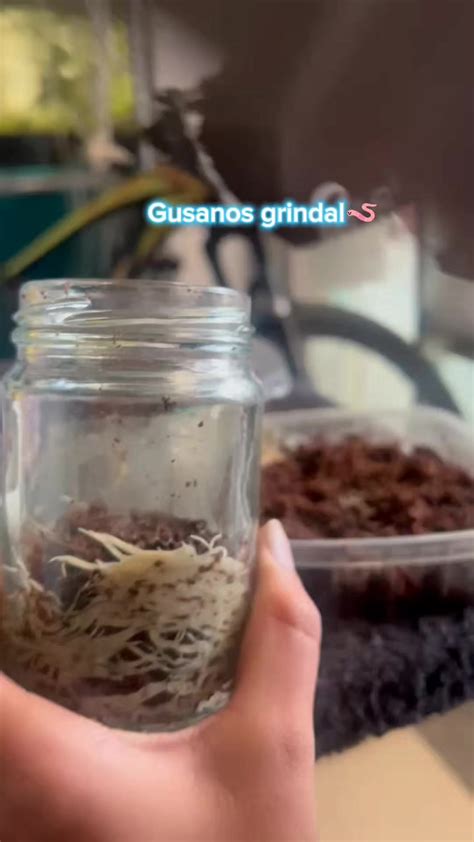 Esquema de un sistema de cría de gusanos Grindal casero