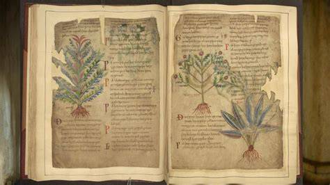 Manuscrito médico medieval mostrando recetas herbales