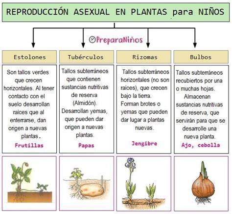 Esquema comparativo de reproducción sexual y asexual en plantas