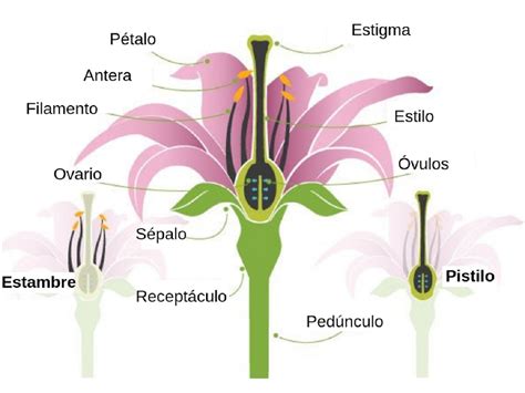 Diagrama de las partes de una flor perfecta