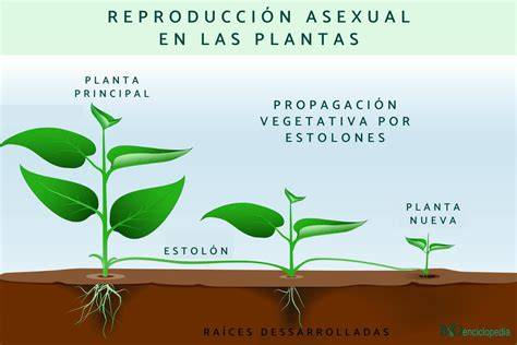 Ejemplos de plantas con reproducción asexual (fresa, ajo, papa, helecho)