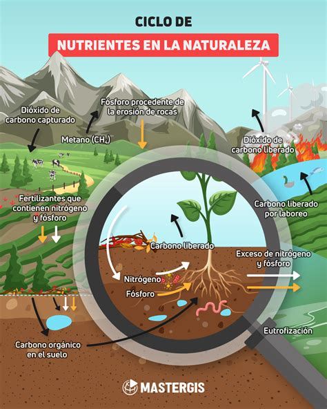 infografía mostrando el ciclo de nutrientes en la planta y el suelo gracias a los fertilizantes