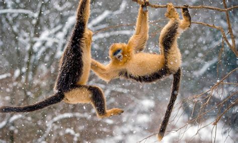 Monas langur chato dorado amamantando a una cría en un entorno montañoso nevado