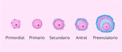 Esquema de las etapas de maduración de los folículos ováricos