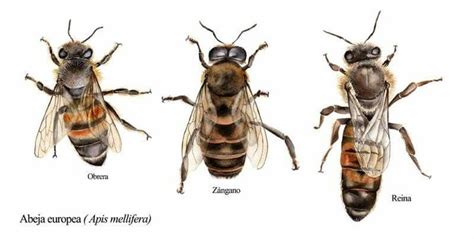 Ilustración de una colmena de abejas con sus tres castas: reina, obrera y zángano.