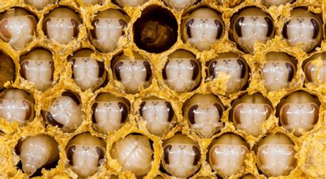 Diagrama comparativo de la dieta de una larva de abeja reina y una larva de abeja obrera, destacando la jalea real y el polen/néctar.