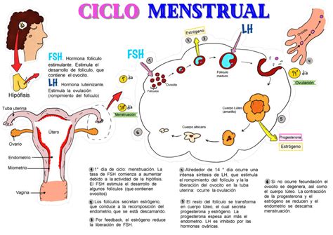 Esquema explicativo del ciclo menstrual controlado mediante anticonceptivos y posterior estimulación ovárica