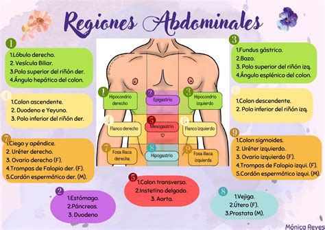 Diagrama que muestra las zonas abdominales del bebé tratadas en el Método Rubio