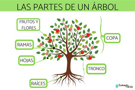 Esquema de las partes de un baobab: tronco, hojas, flores y frutos
