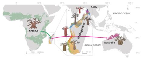 Mapa de distribución mundial del baobab