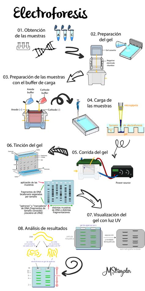 Infografía del proceso de electroforesis en gel SDS-PAGE