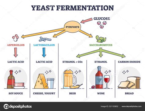 Esquema del proceso de fermentación anaeróbica para biofertilizantes