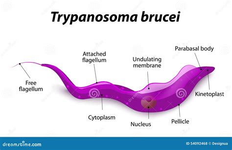 Micrografía de Trypanosoma brucei mostrando su flagelo y cinetoplasto