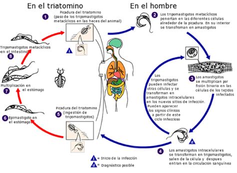 Diagrama de las etapas del ciclo de vida de Trypanosoma brucei en el huésped mamífero