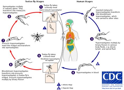 Diagrama de las etapas del ciclo de vida de Trypanosoma brucei en la mosca tsetsé