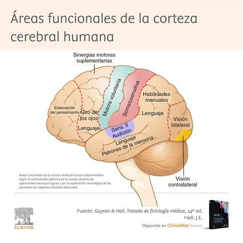 Diagrama de las regiones cerebrales: giro frontal inferior y corteza orbitofrontal lateral