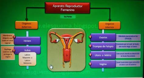 Esquema anatómico del sistema reproductor femenino con un embarazo ectópico tubárico